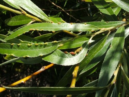 feuilles de saule blanc